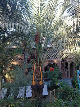 Palm-and-dates-in-Zagora