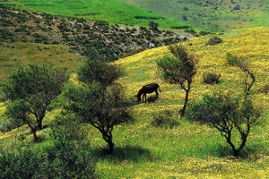 Middle Atlas - Morocco