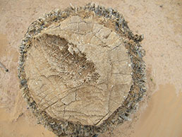 Phoenix dactylifera