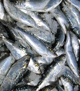 Sardines-on-Safi
